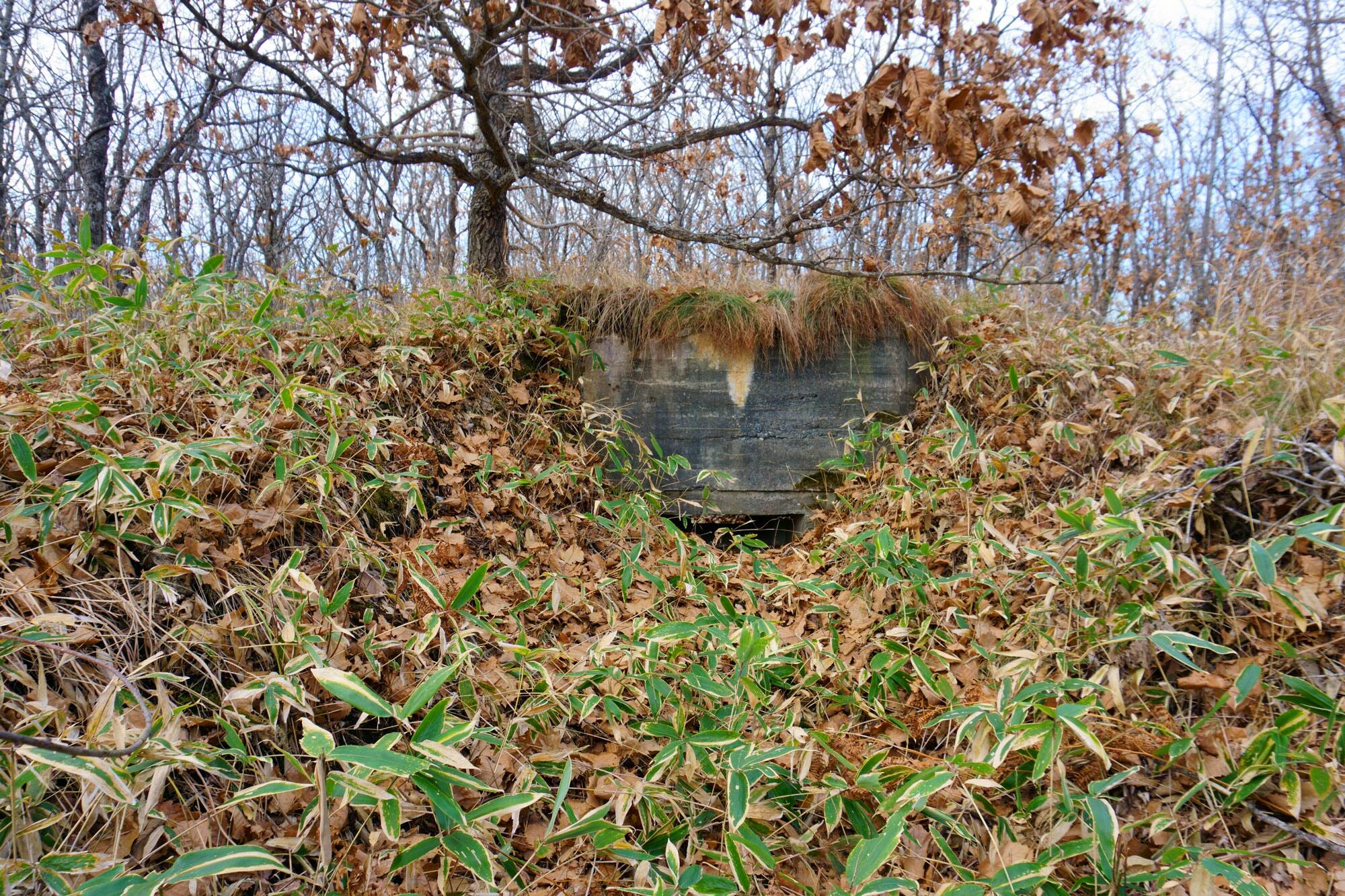 歴舟川河口防霧林トーチカ